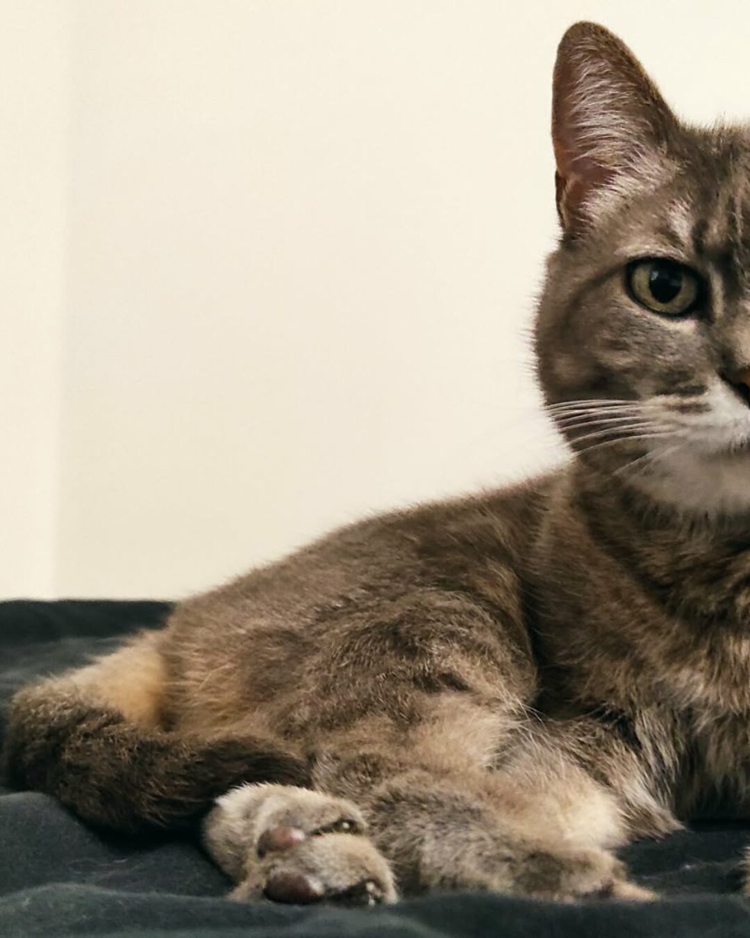 chat