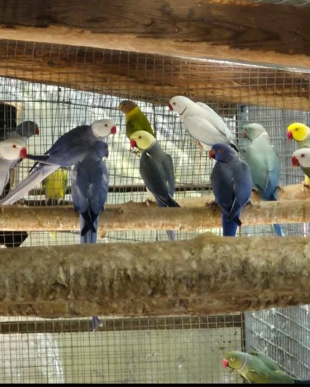 piafs